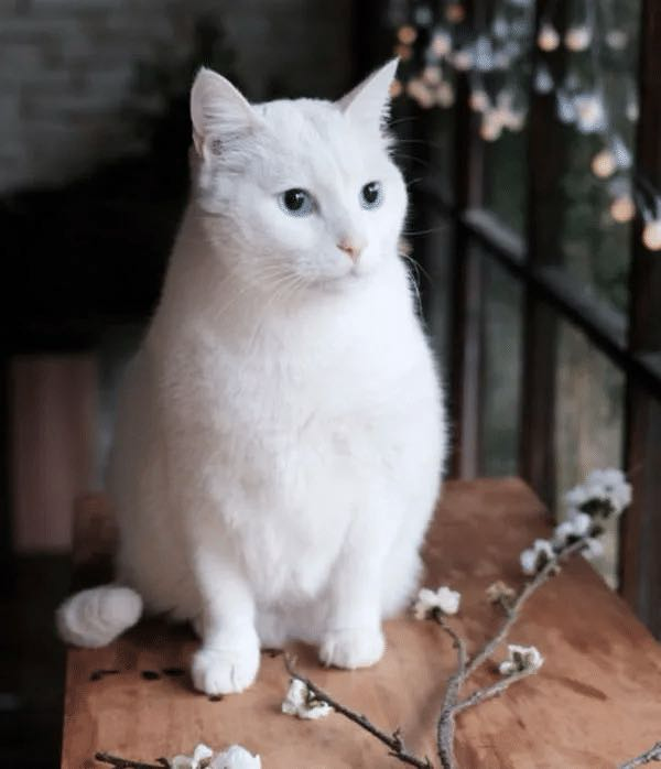 找饭搭子