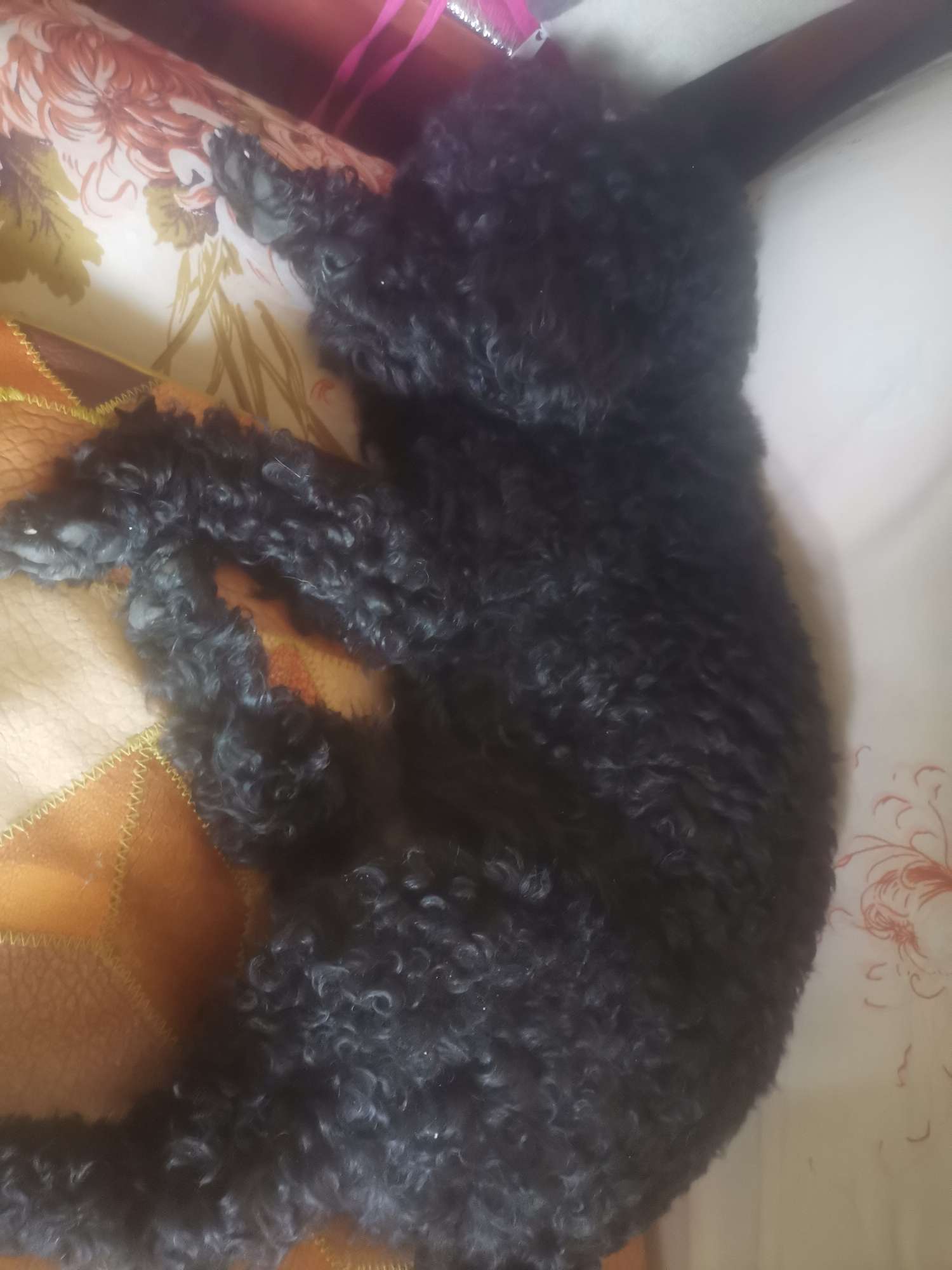 找饭搭子