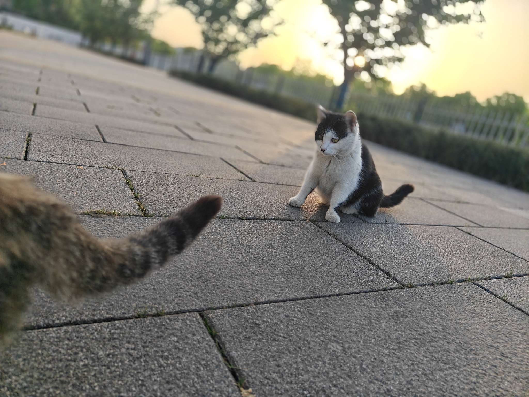 找图书馆学习搭子