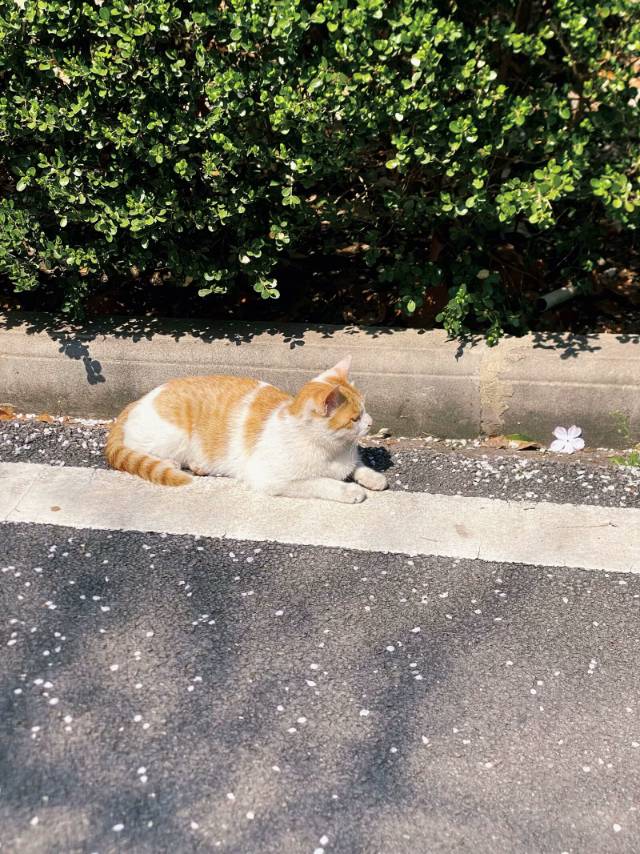 找吃饭搭子