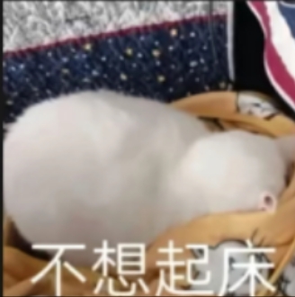 找旅游聊天学习搭子