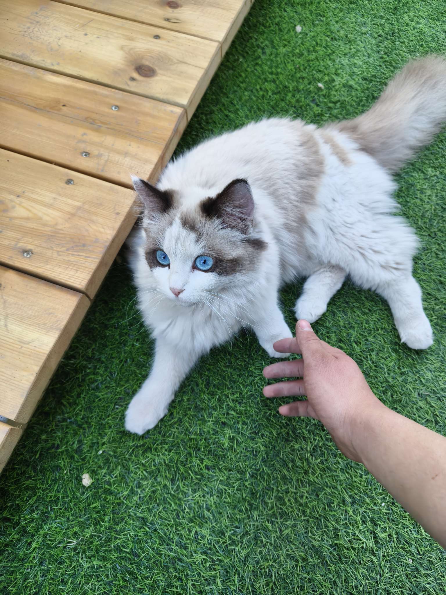找久伴搭子