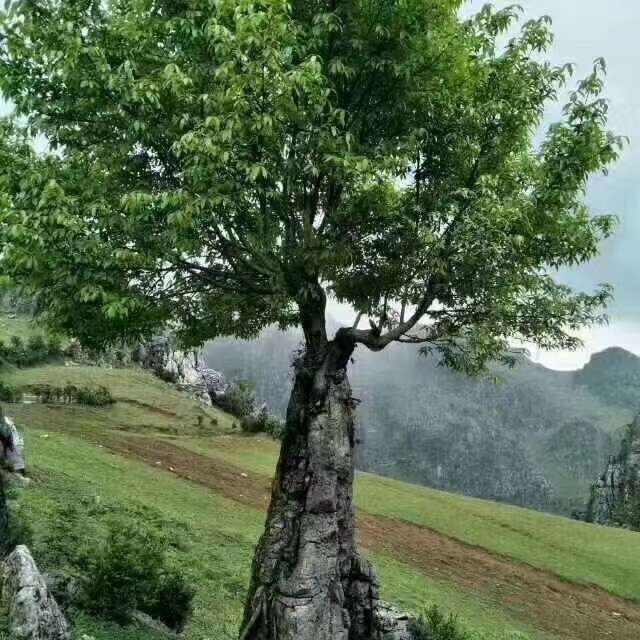 找聊天搭子