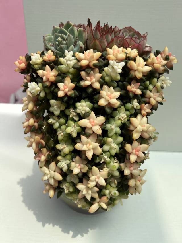 找吃美食搭子