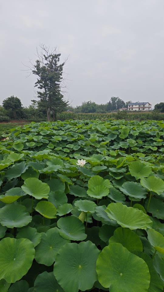 找聊天搭子