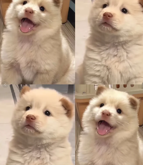 找狗咖搭子