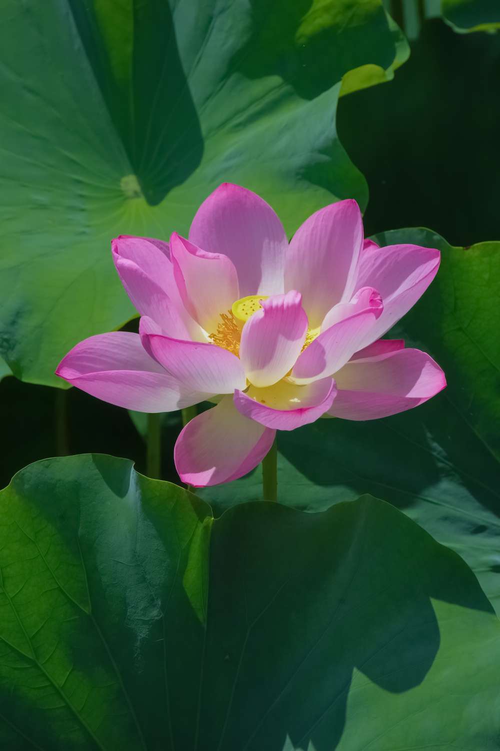 找摄影搭子