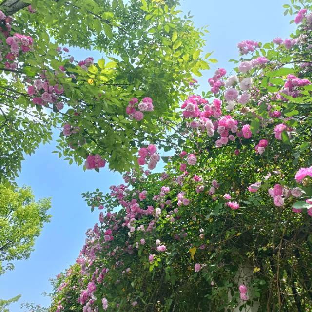 找旅行搭子