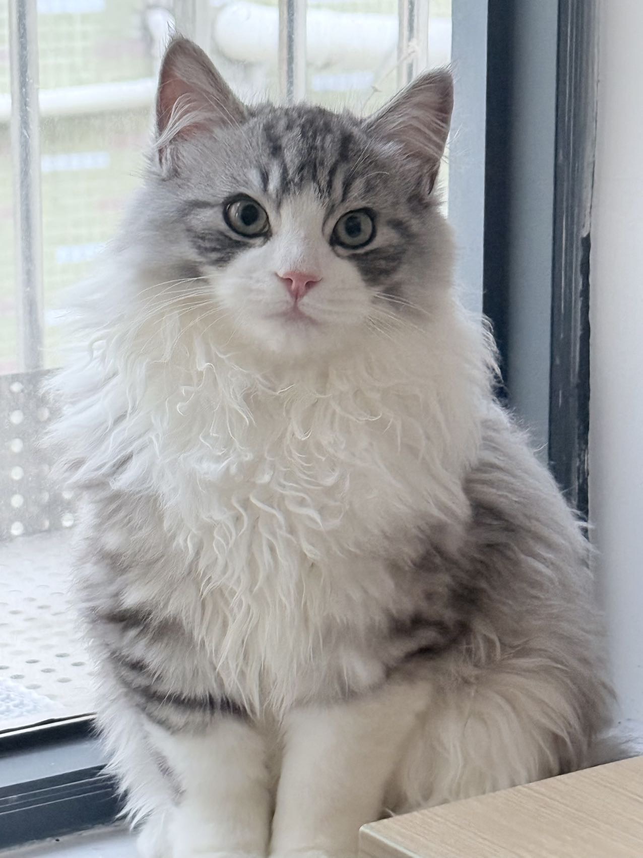 找养猫搭子