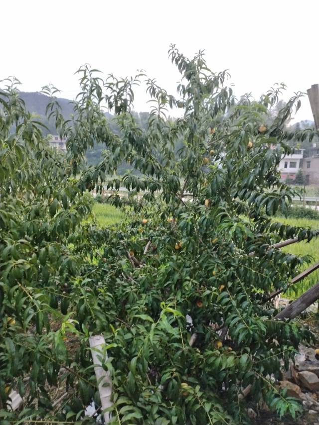 找爬山搭子
