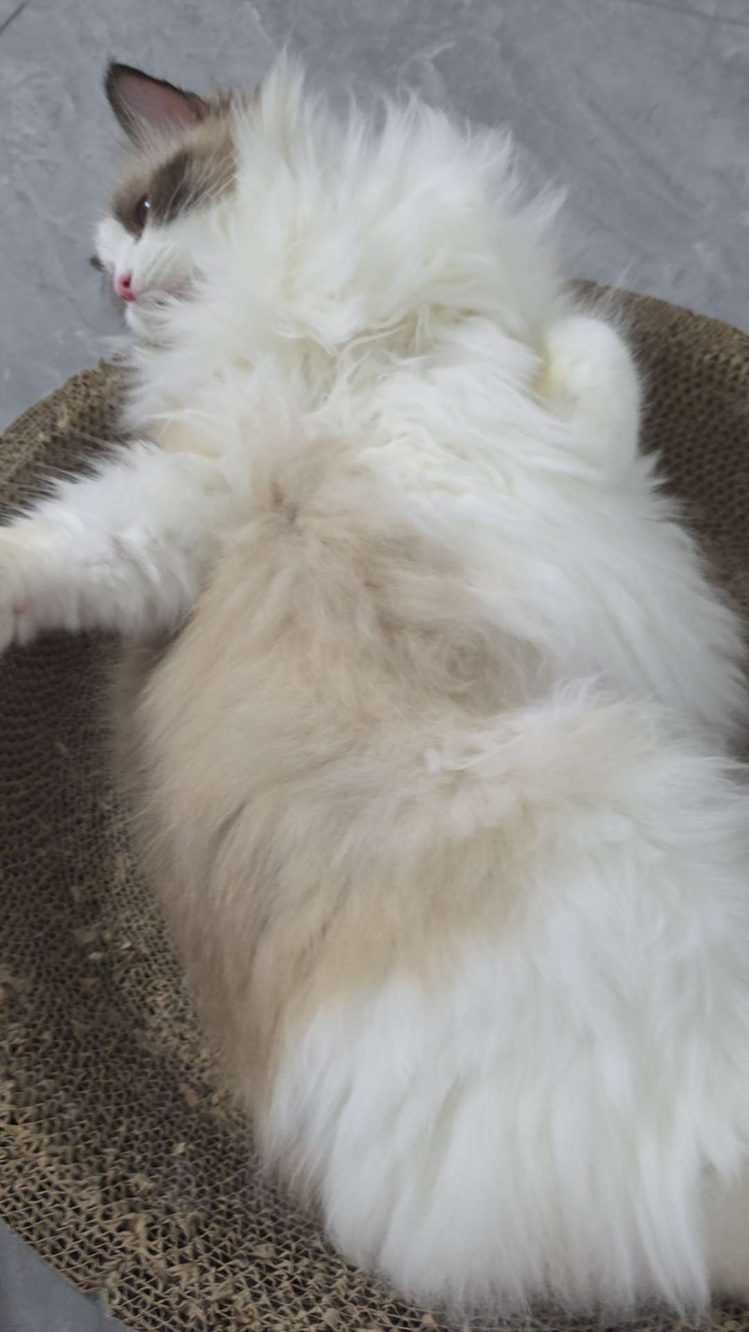 找饭搭子