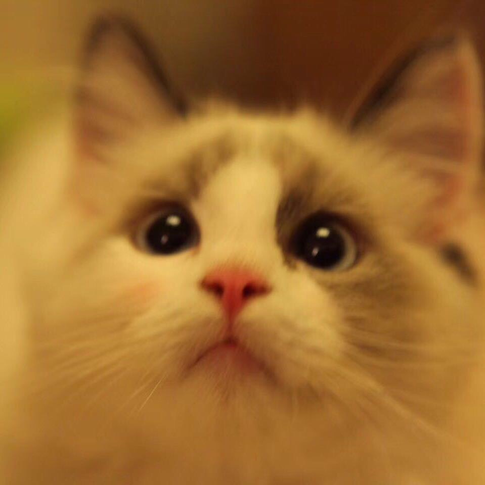 找吃饭搭子