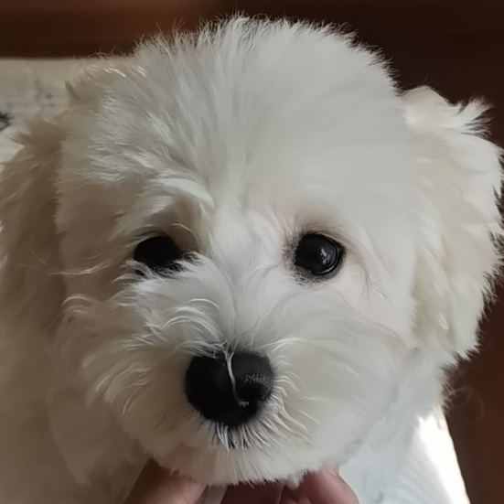 找台球搭子
