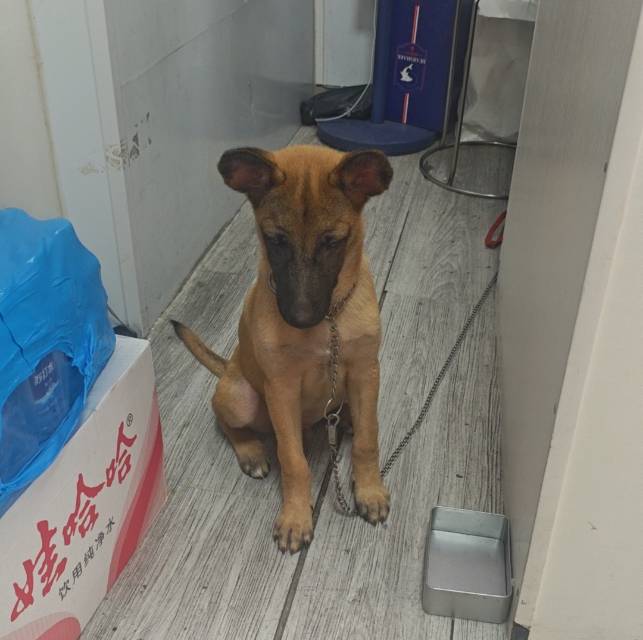 找爱狗狗搭子