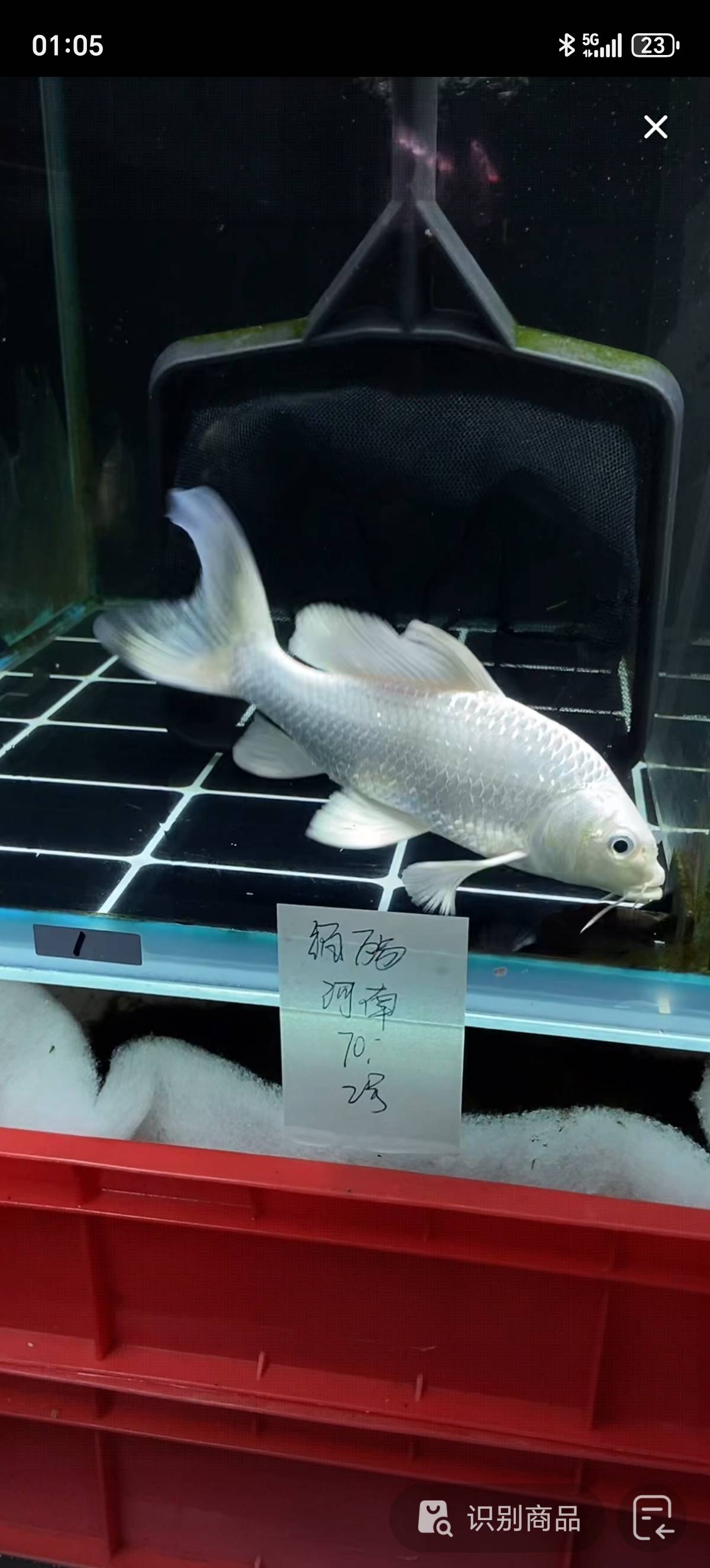 找鱼友搭子