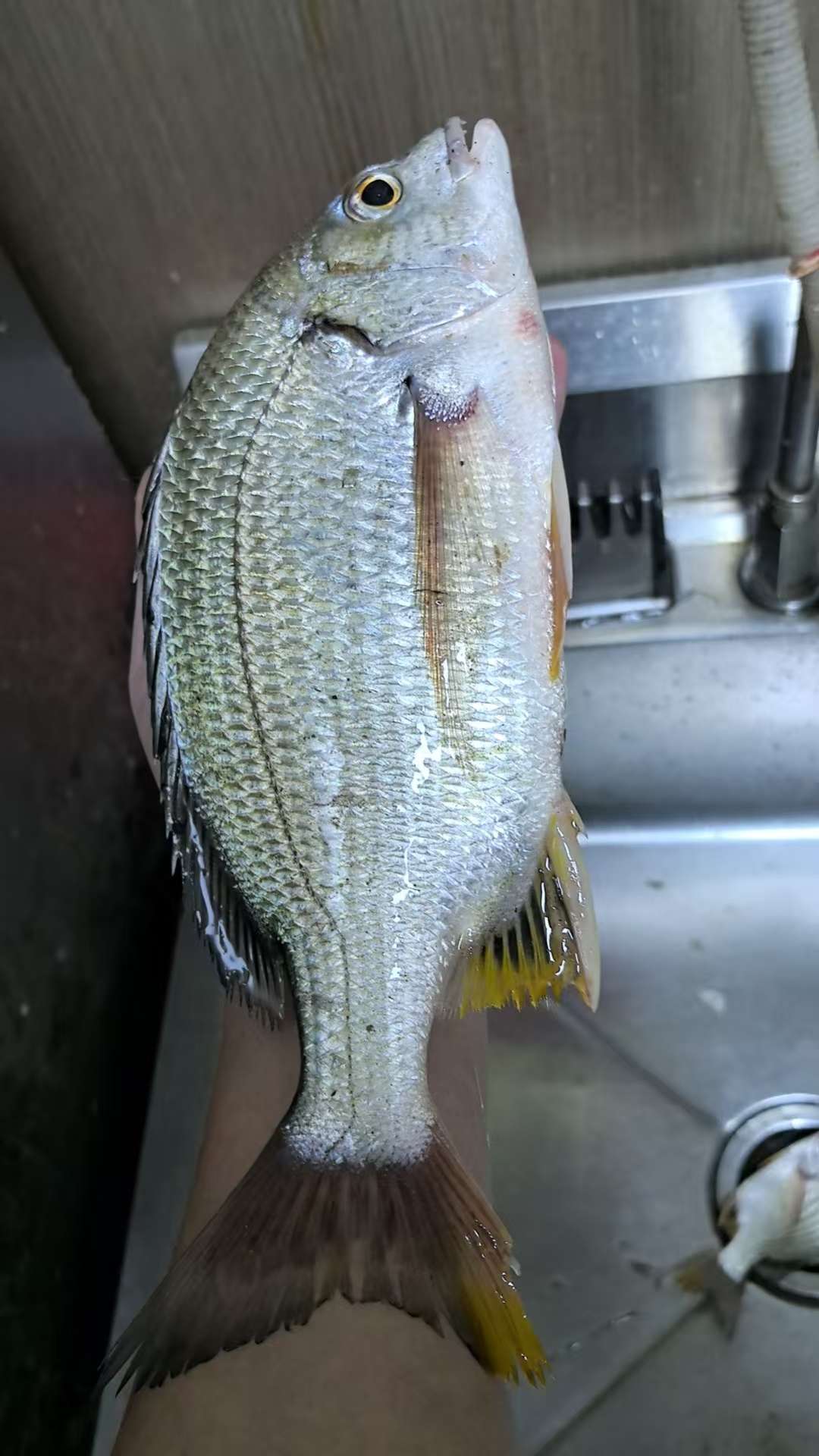 找钓鱼搭子