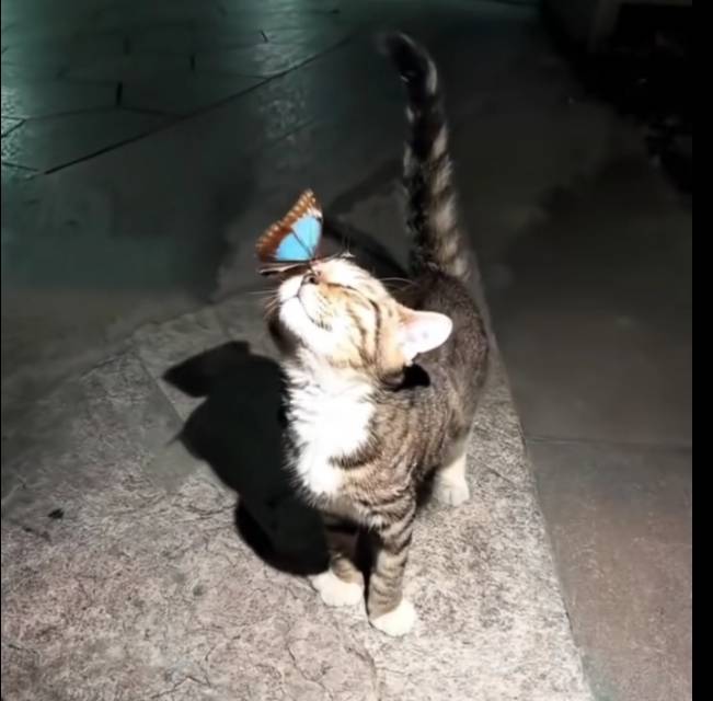 找散步搭子