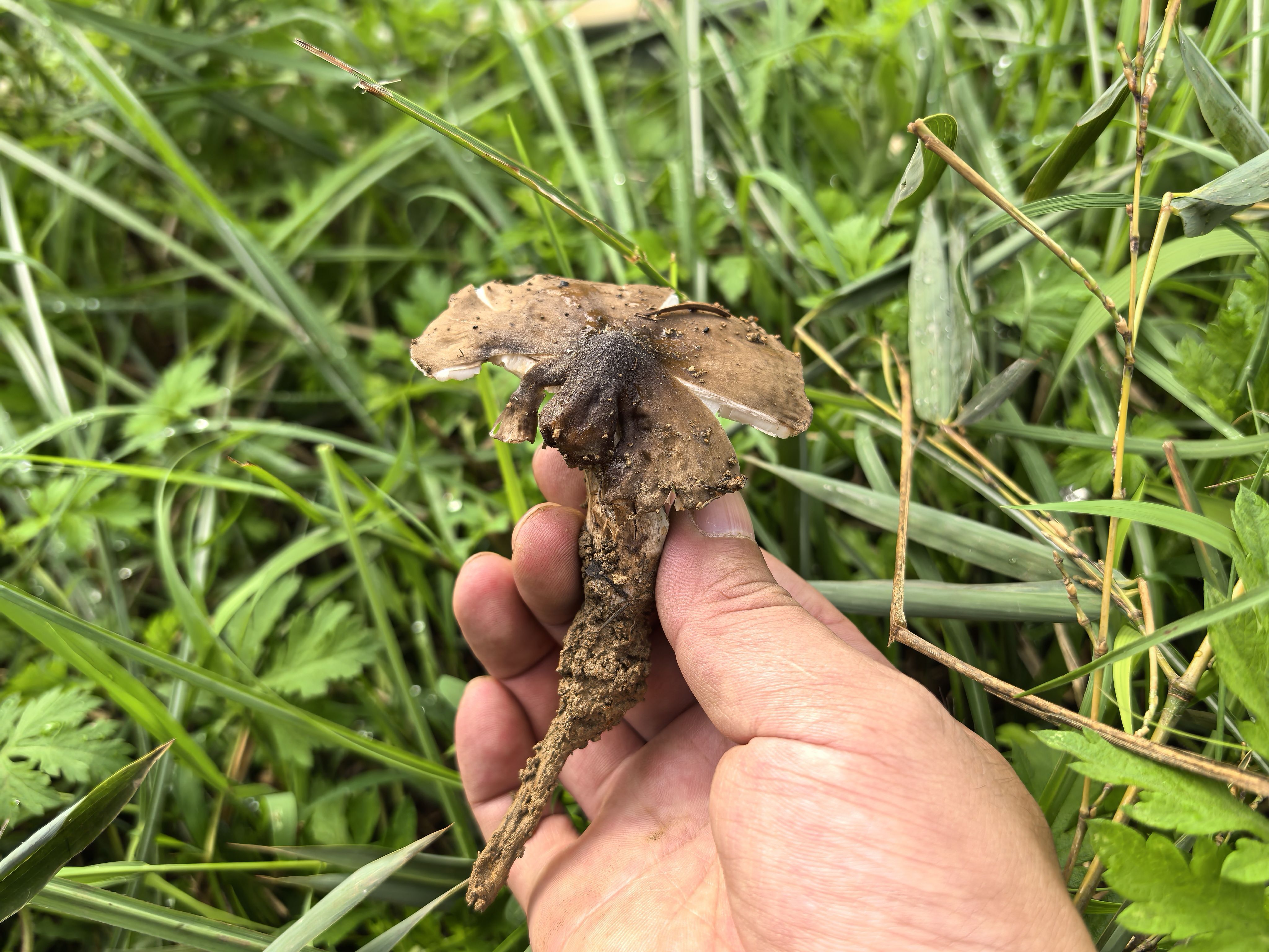 找吃饭搭子