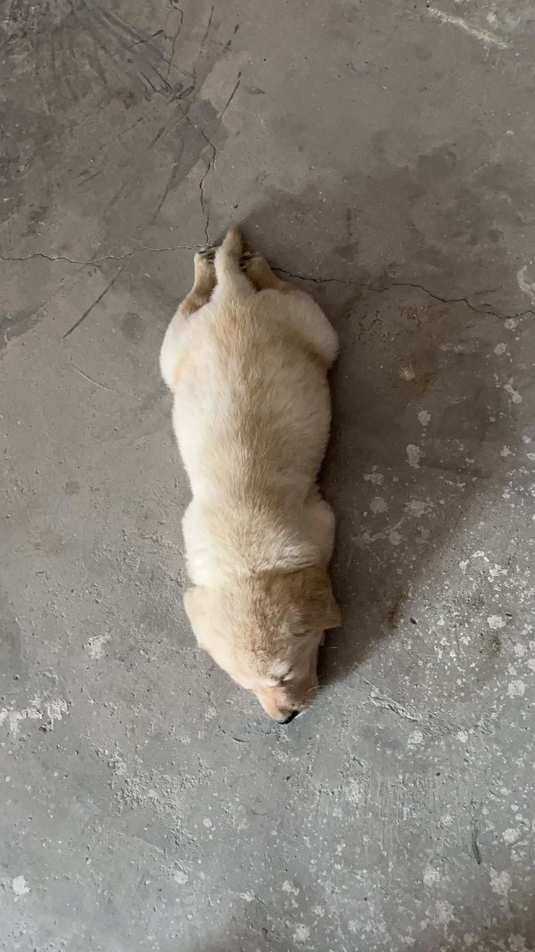找唱歌搭子