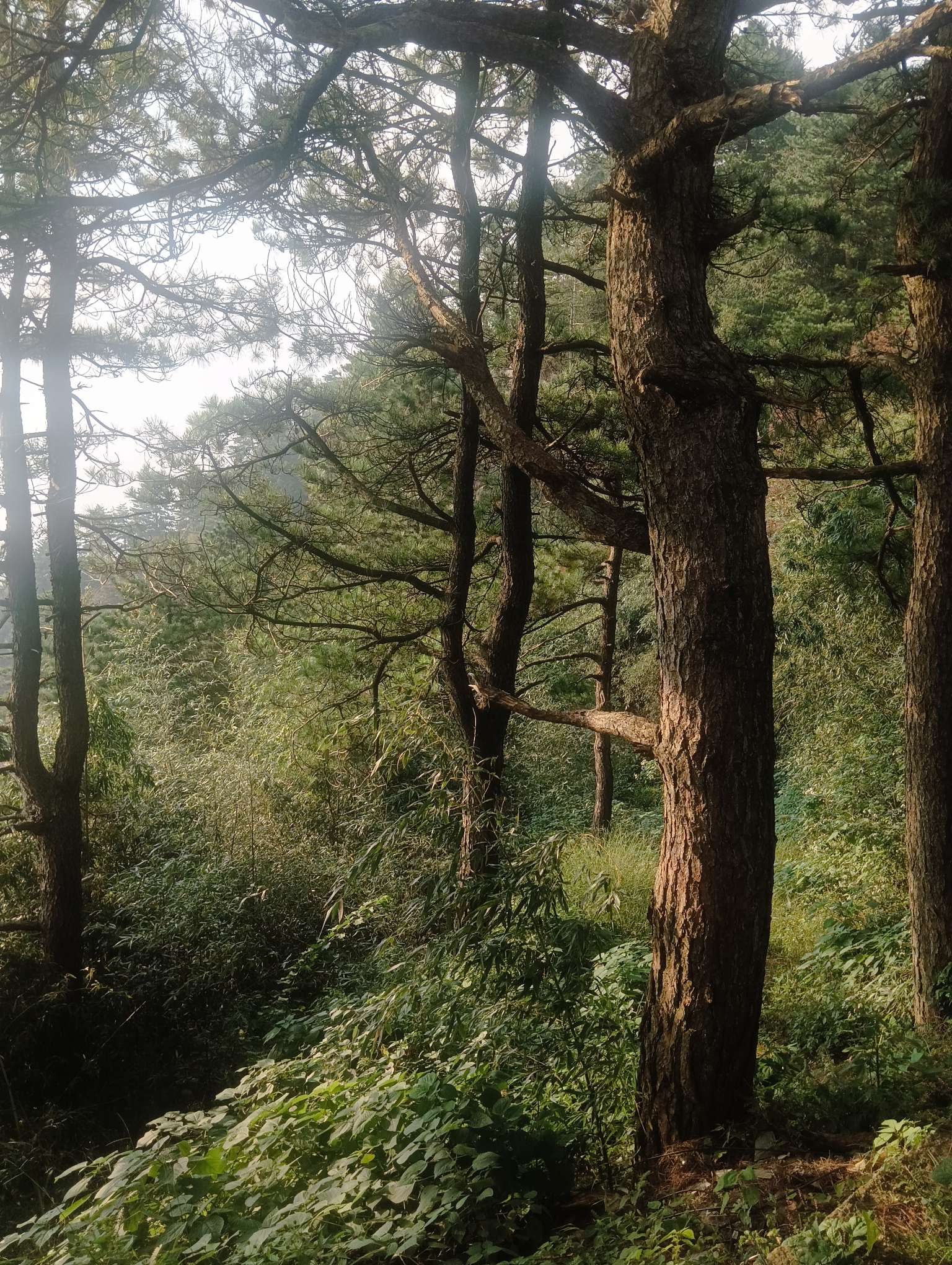 找邯郸市广平县搭子