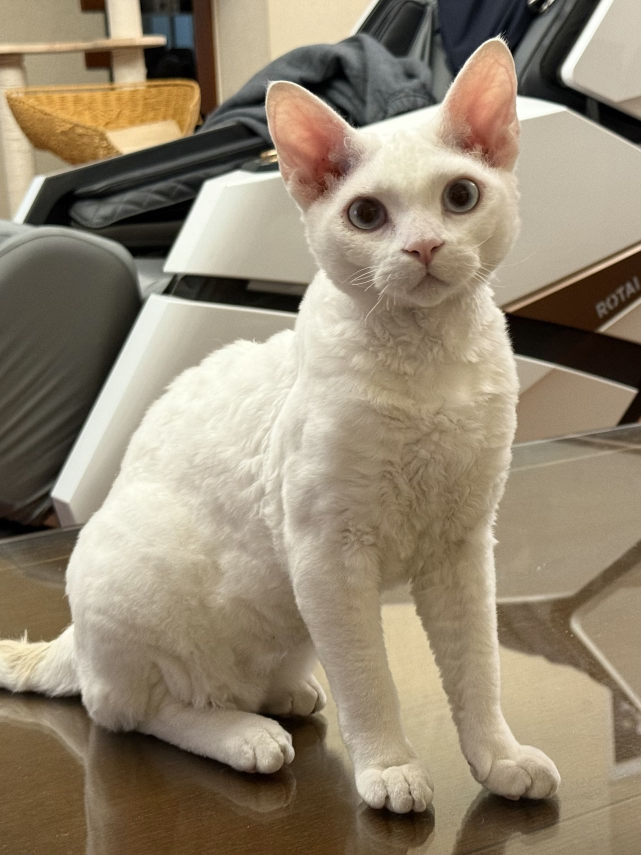 找台球搭子