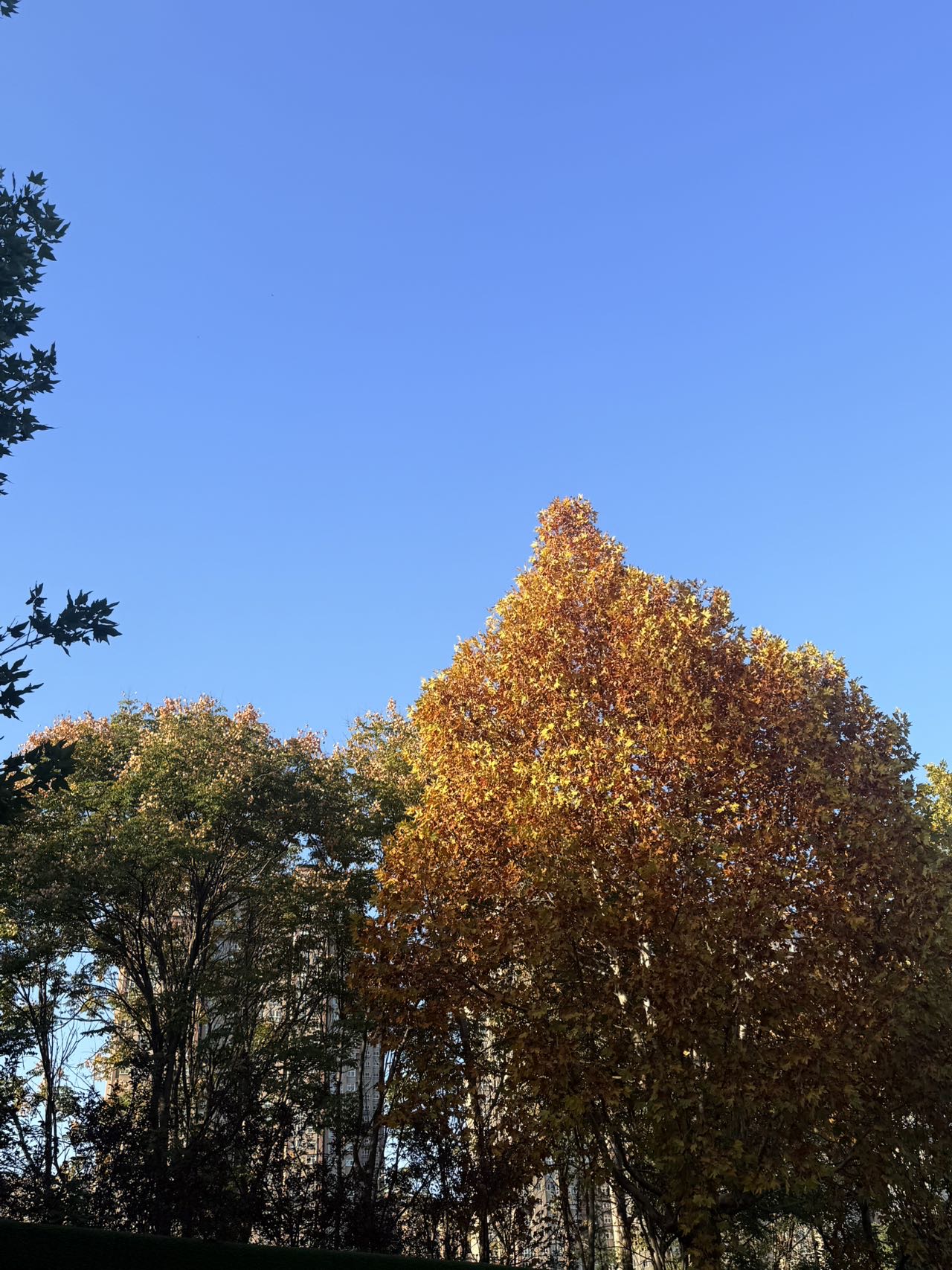 找学美声学音乐搭子