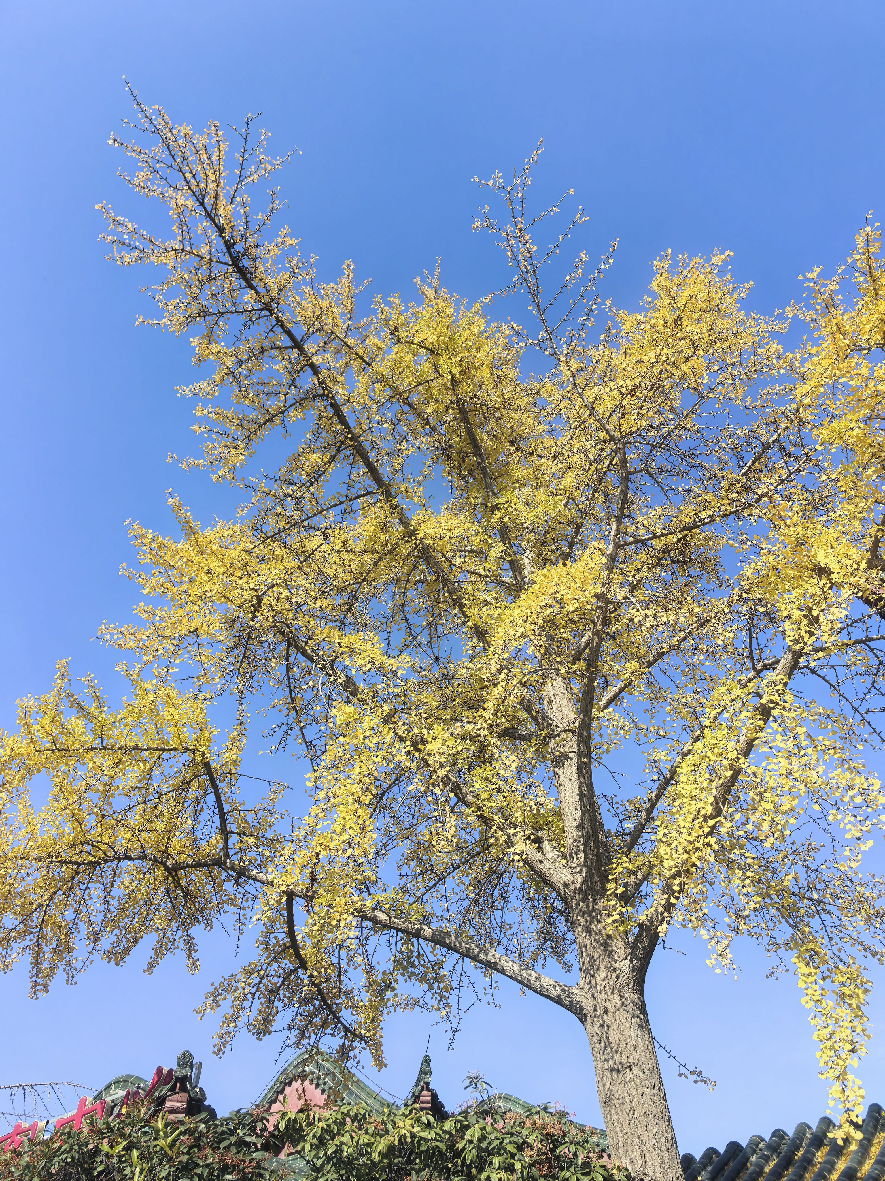 找长期固定搭子