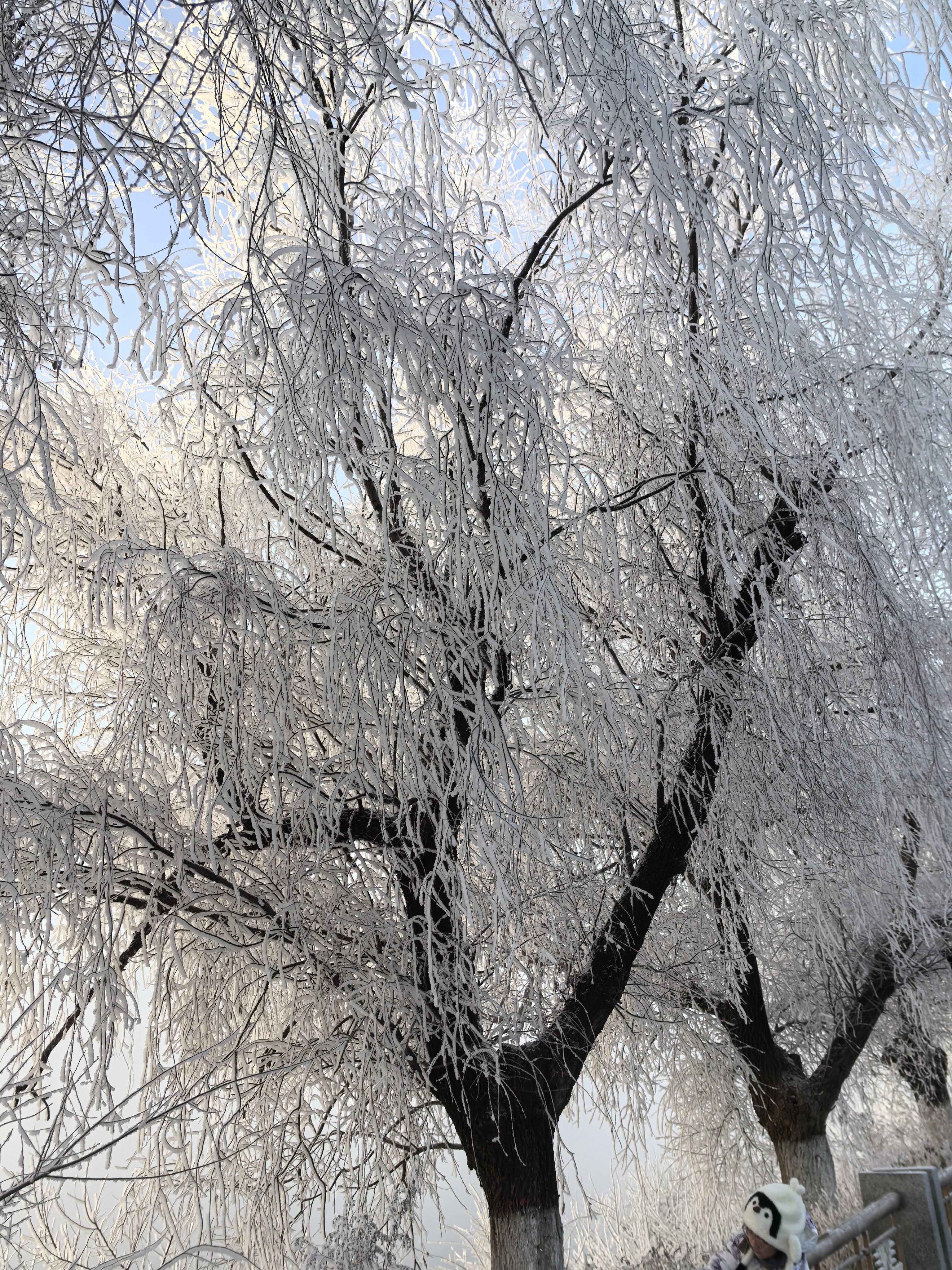 找寻梦新疆的搭子