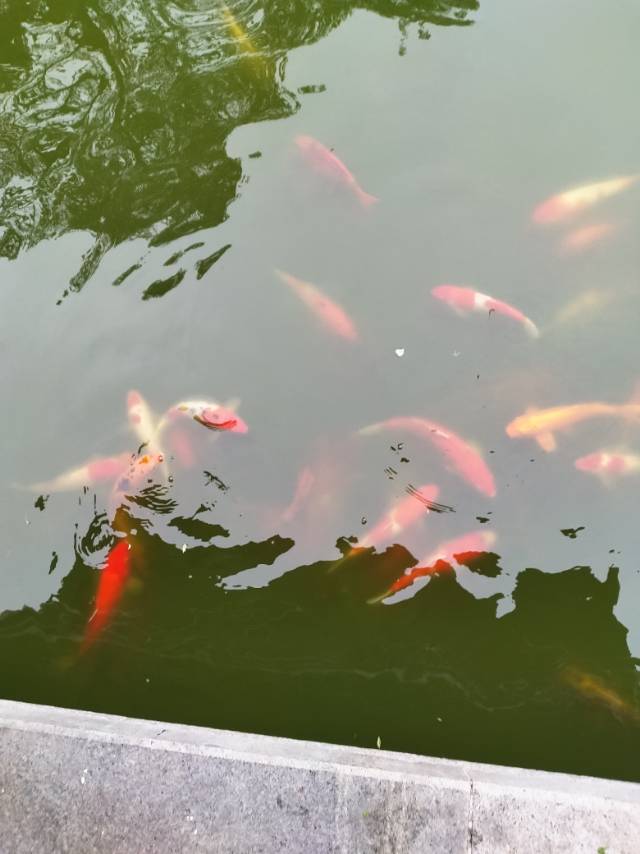 找广东红中麻将搭子