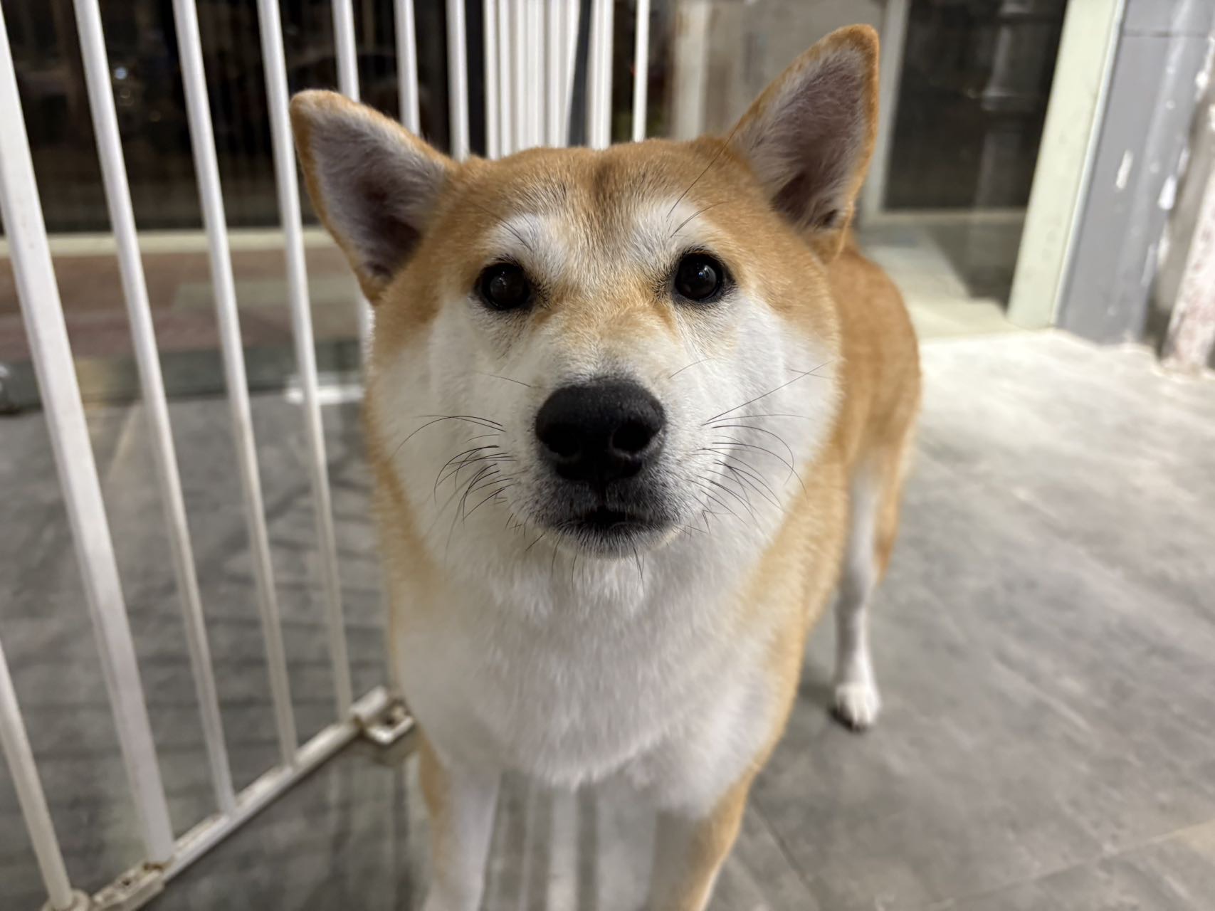 找游戏搭子