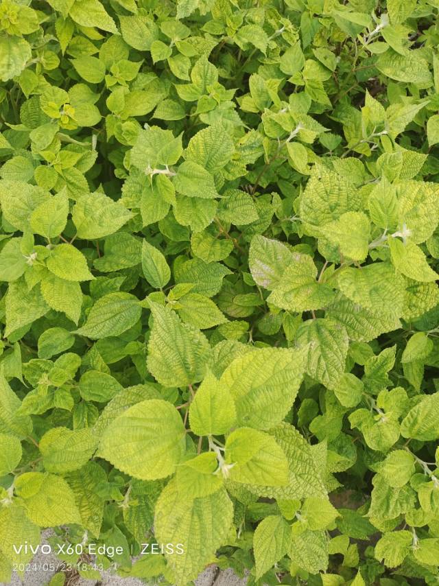 找吃饭看电影约会搭子