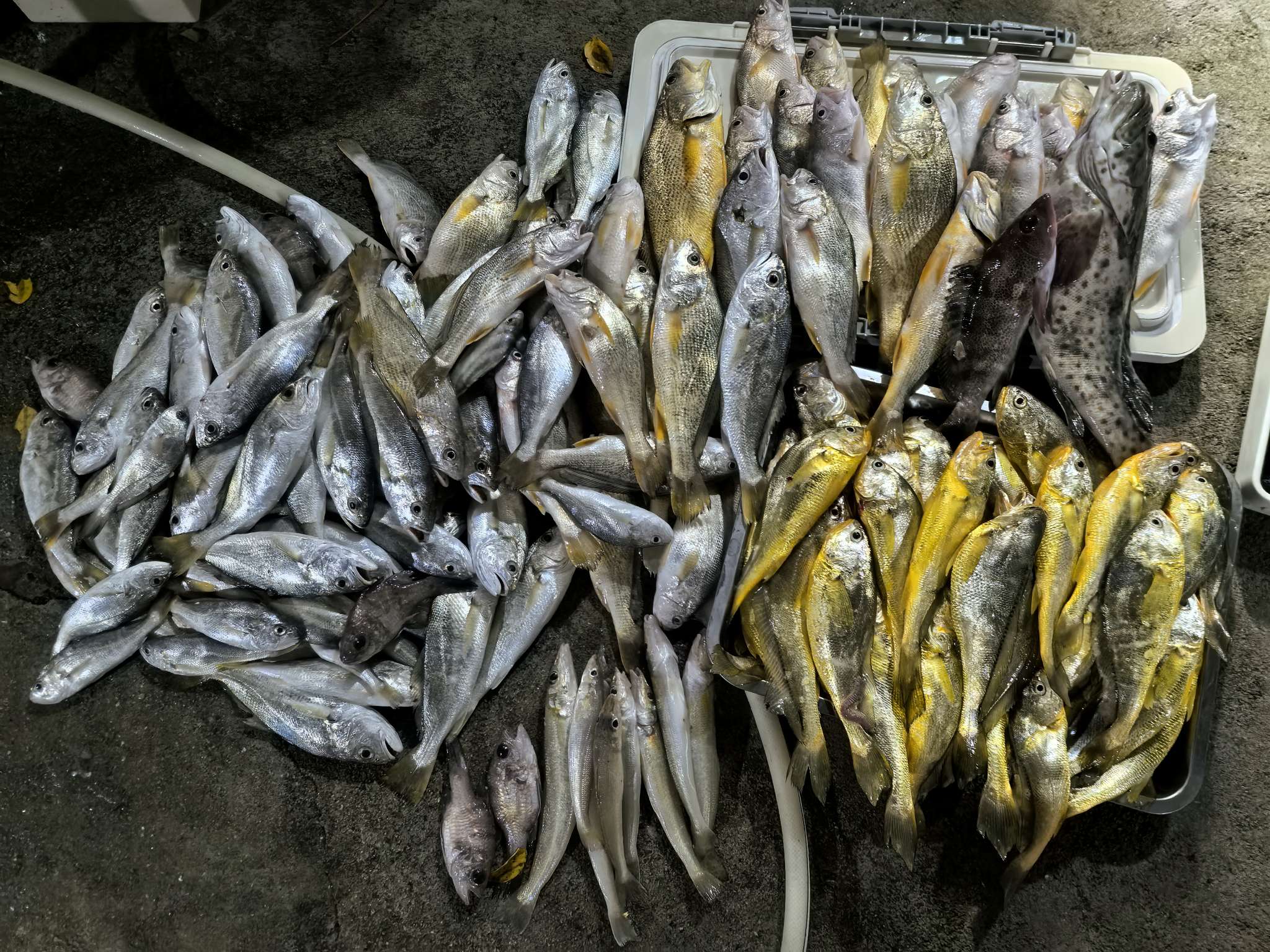 找海钓爱好搭子