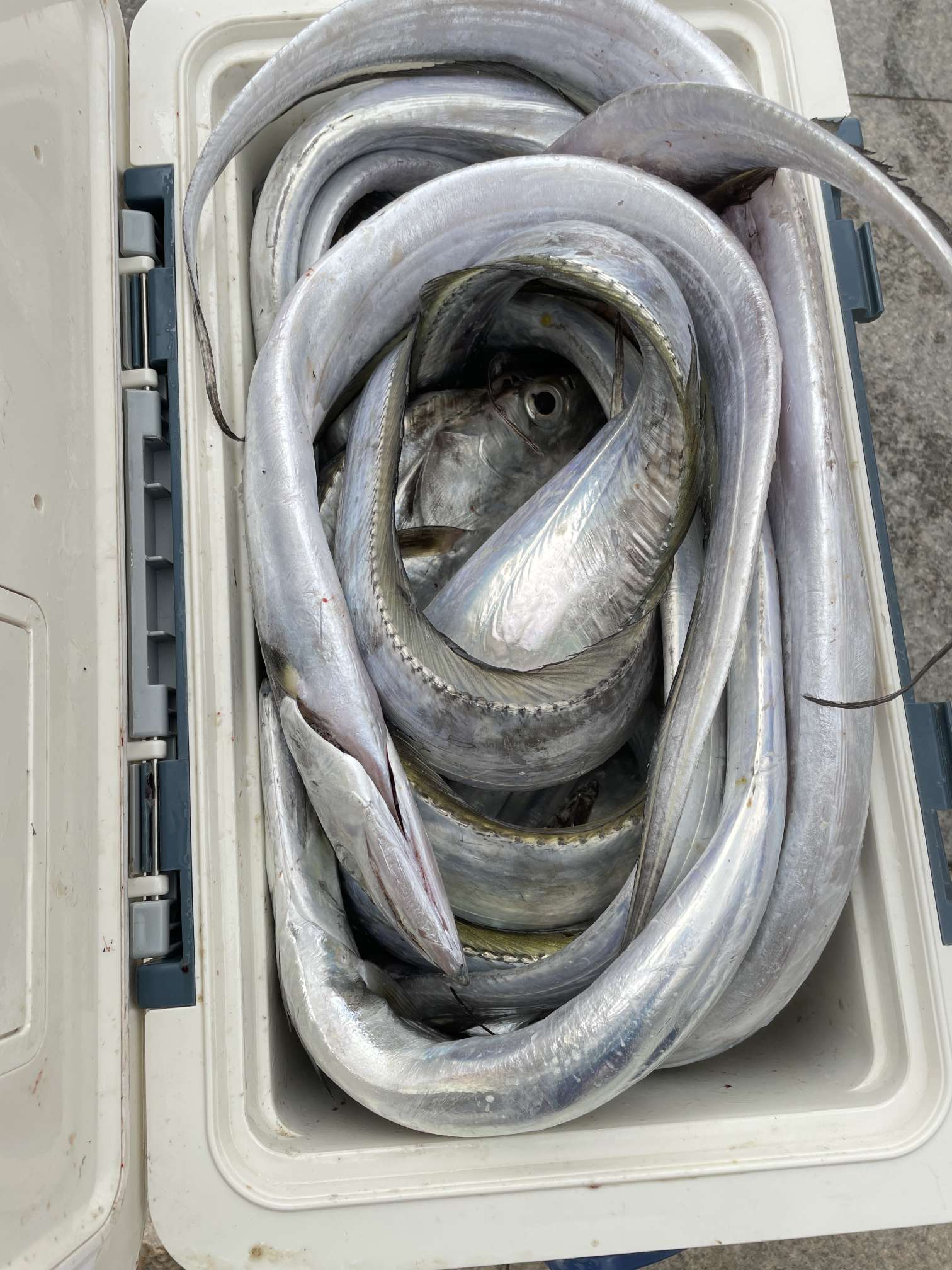 找海钓爱好搭子