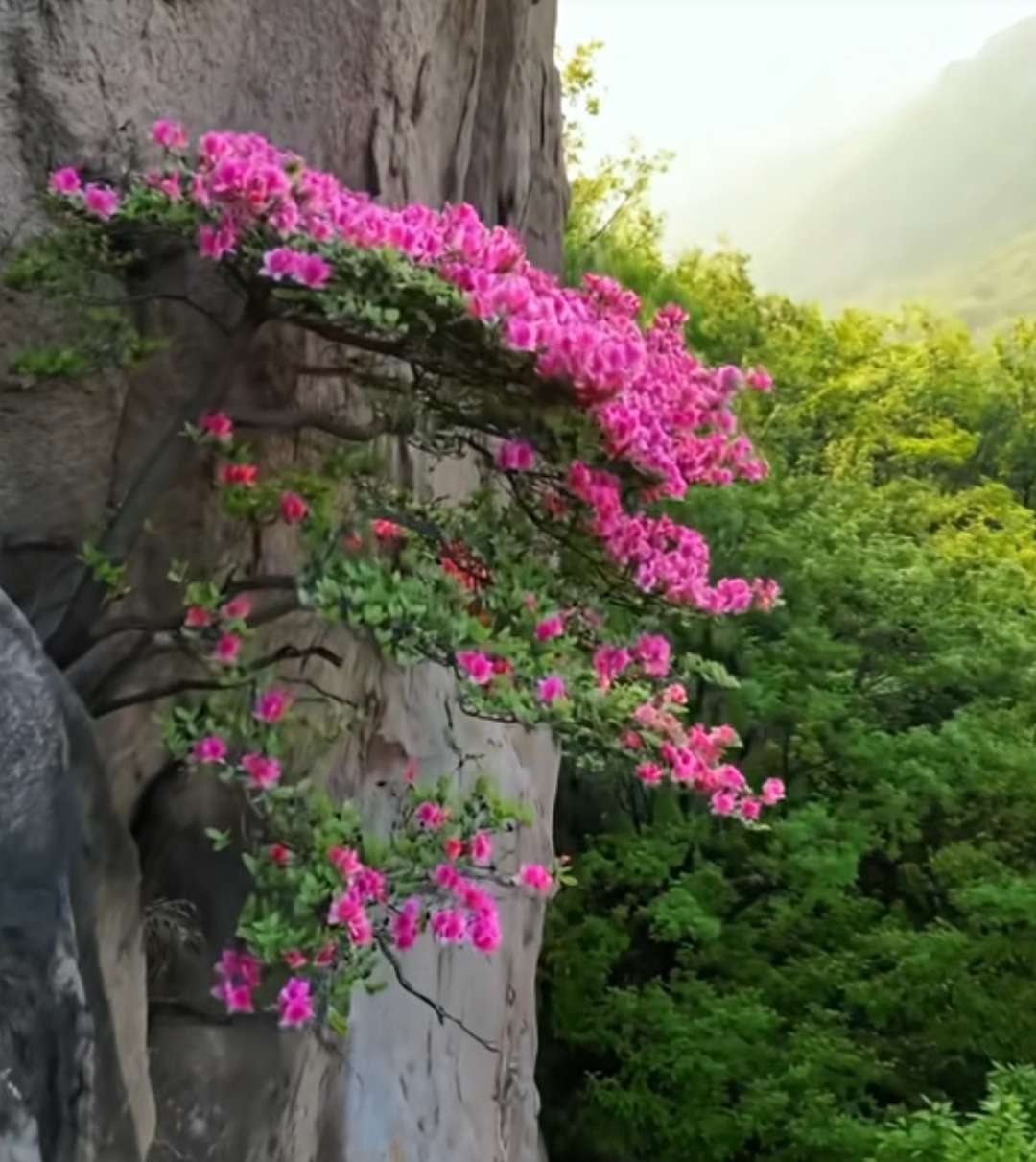 找爬山打野搭子