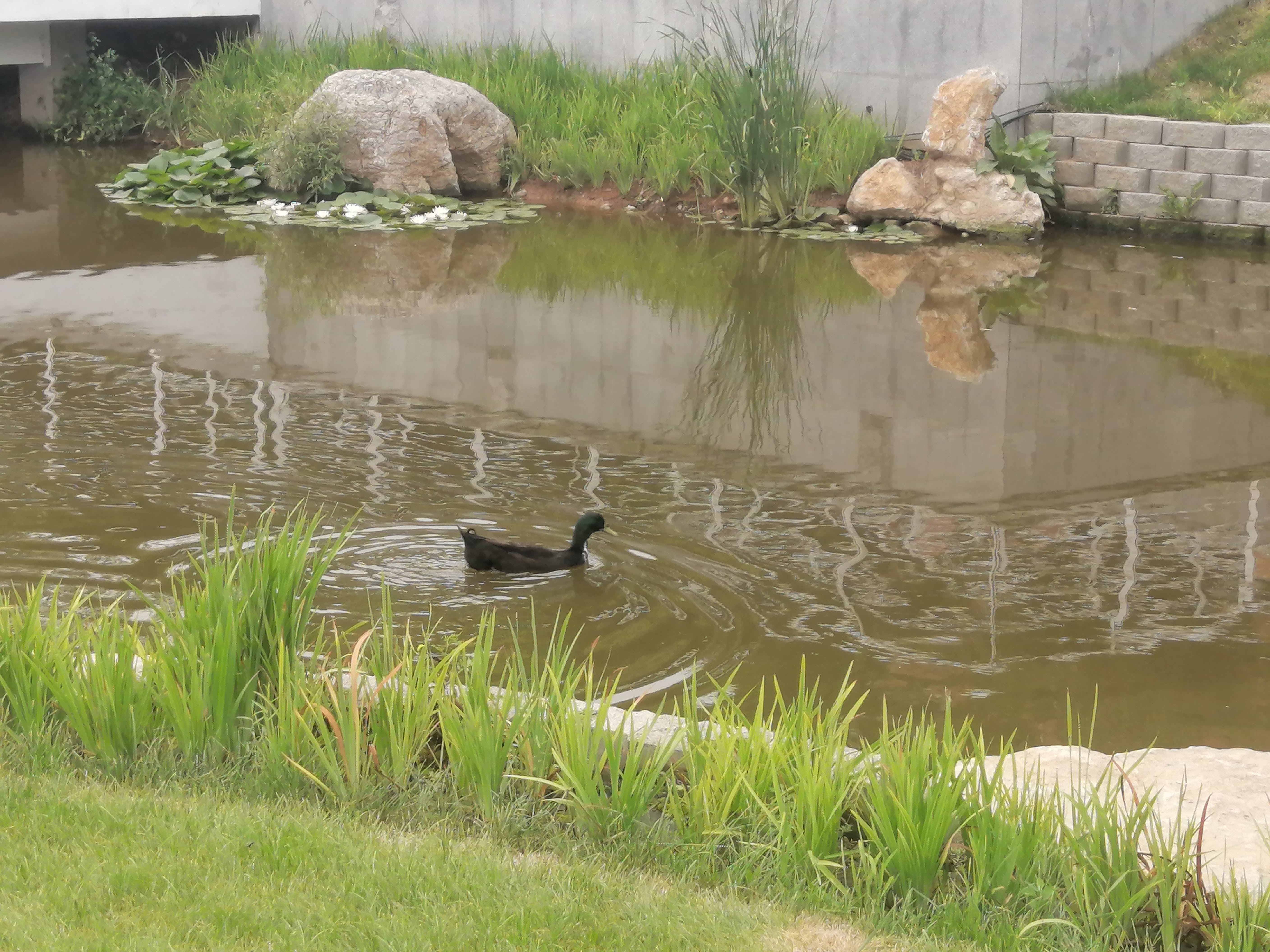找单亲遛娃搭子