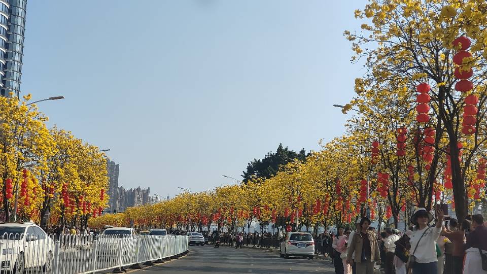 找春季旅行看花的搭子