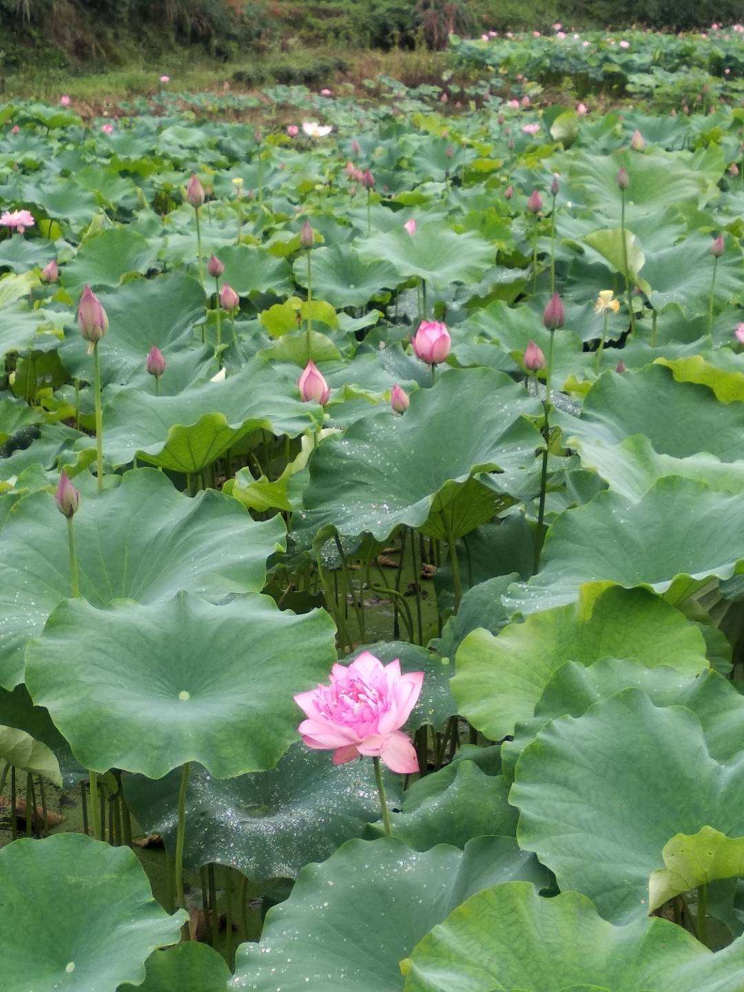 找旅游搭子