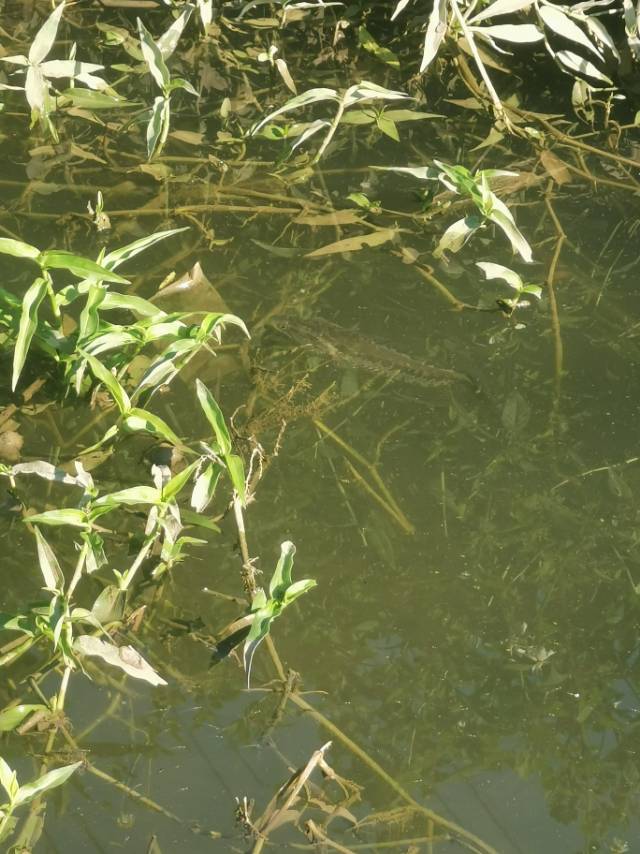 找钓鱼台球搭子