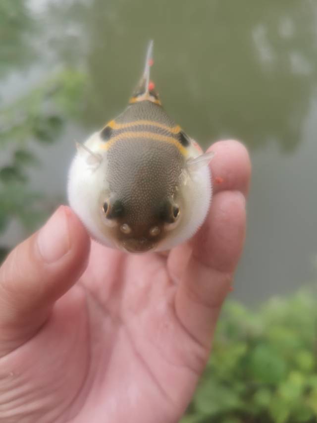 找钓鱼台球搭子