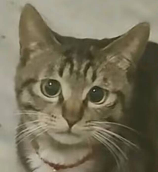 找聊天搭子