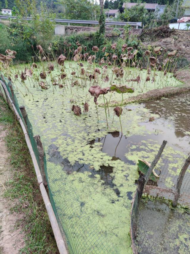 找学习搭子