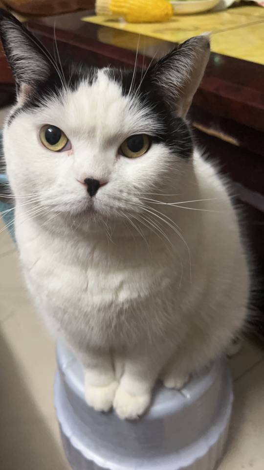 找唱歌搭子