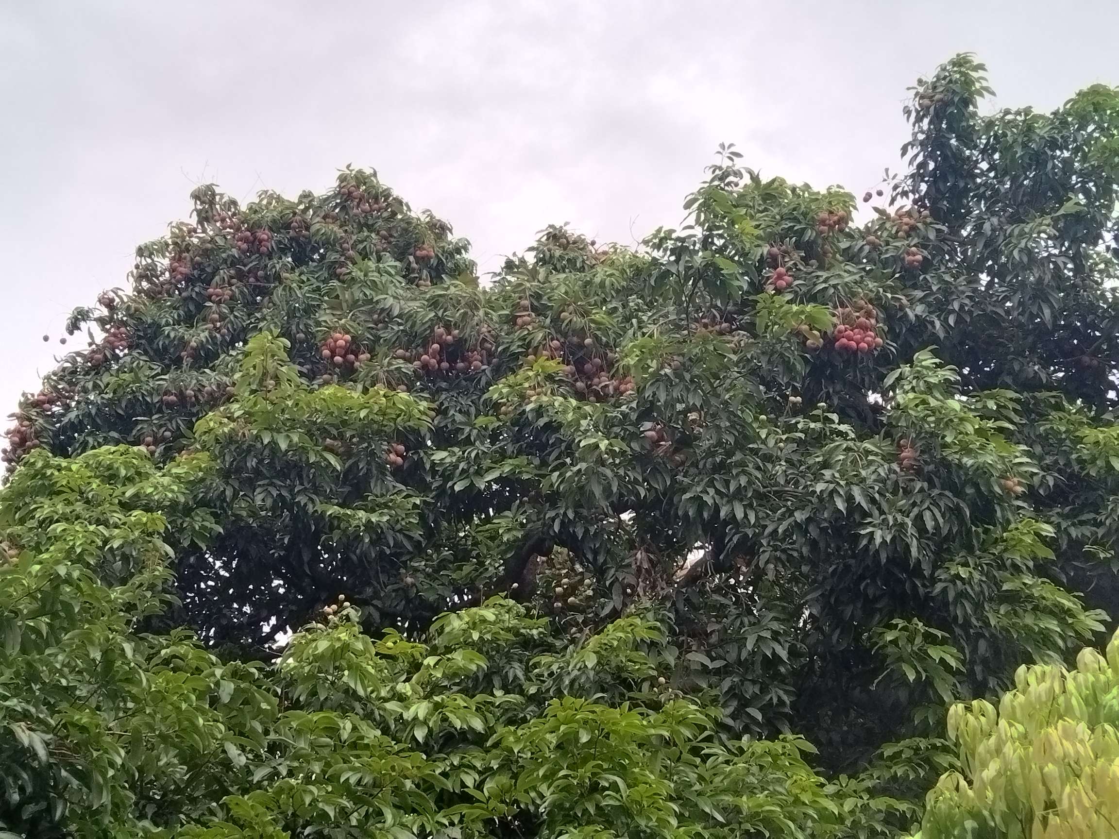 找喝茶搭子