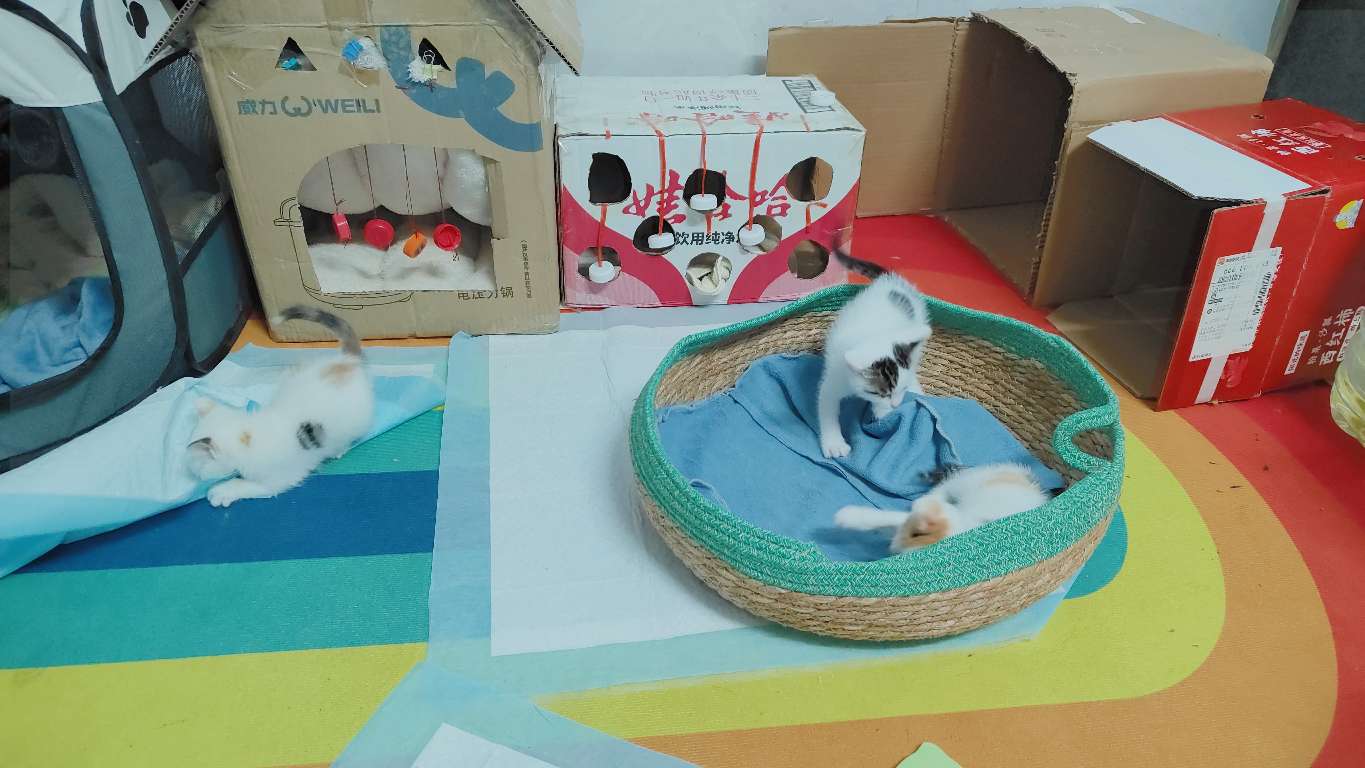找妹子搭子