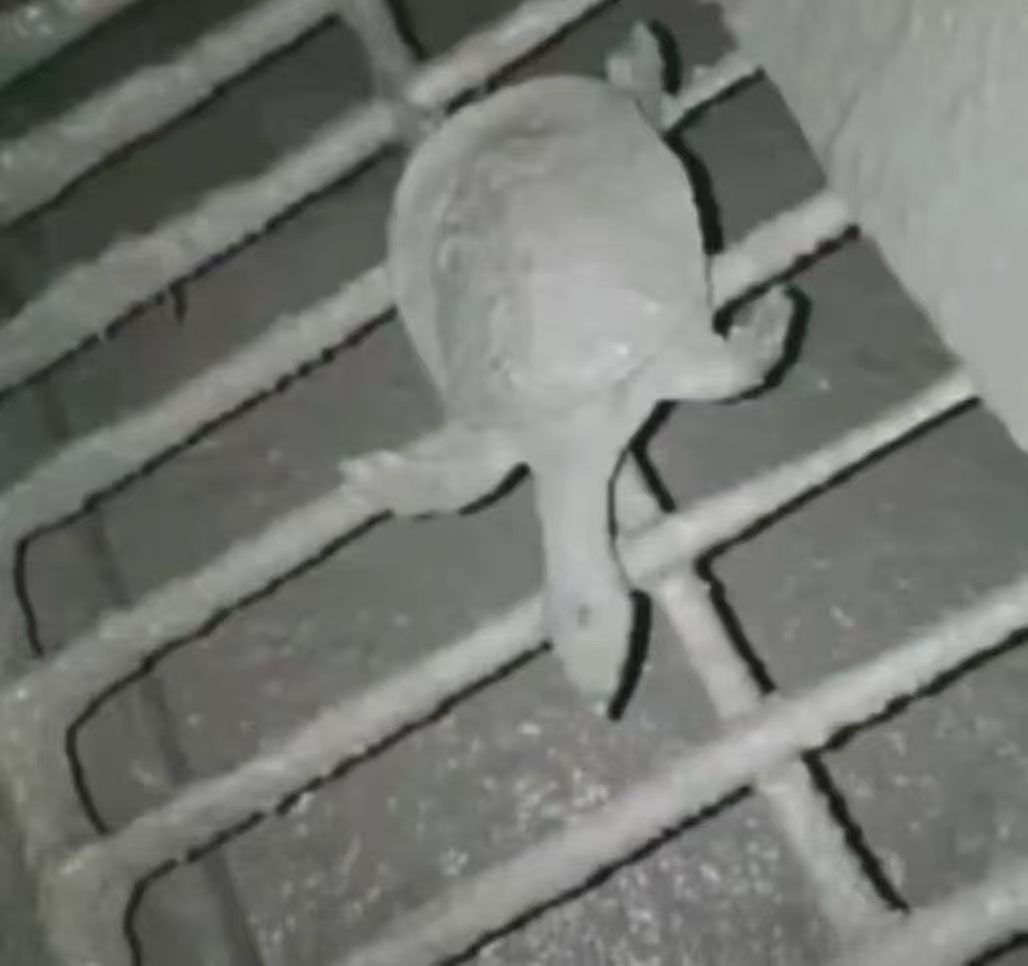 找跑步搭子