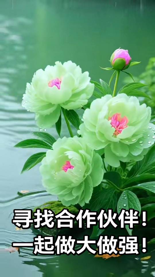 找结婚搭子