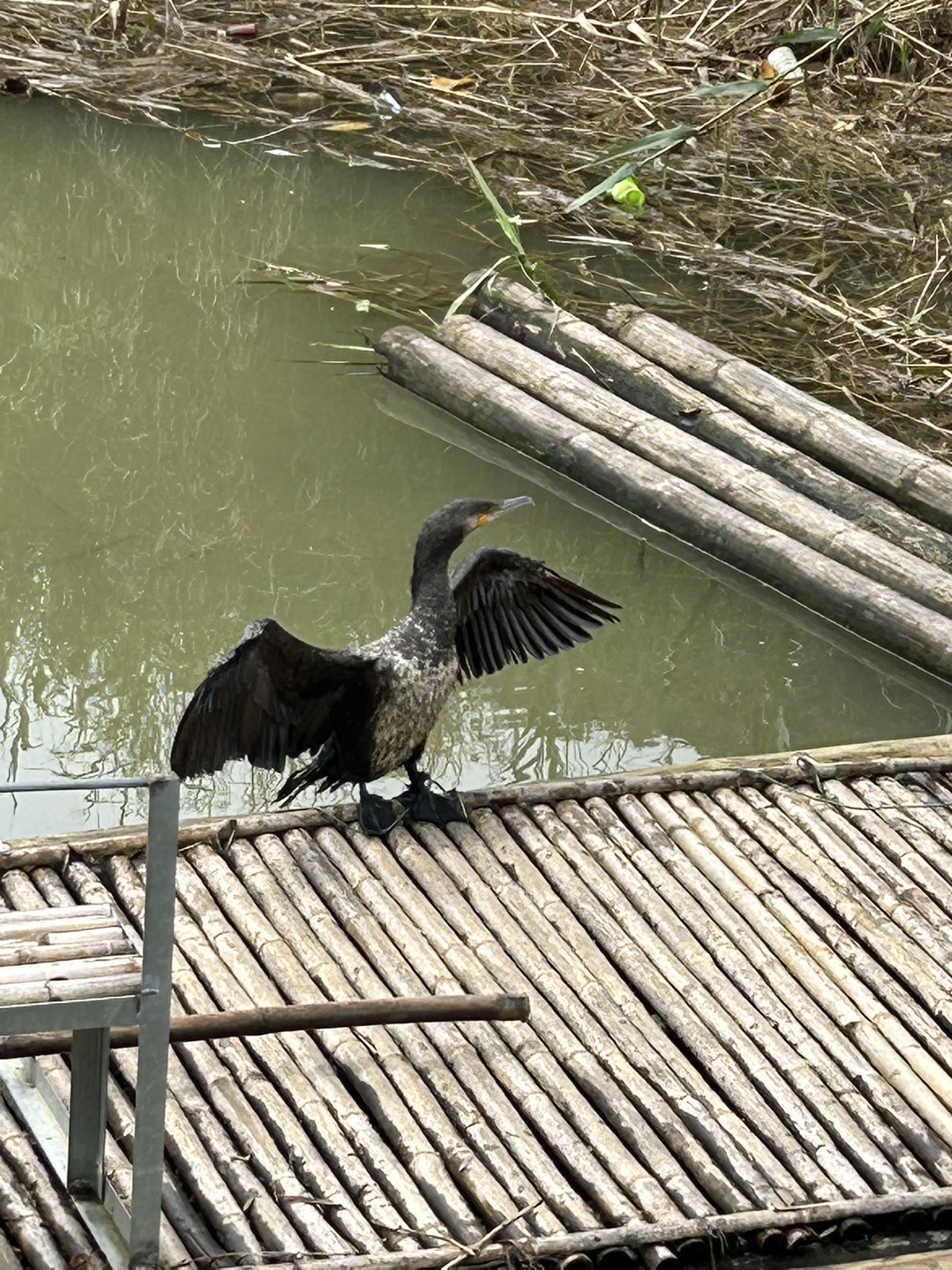 找玩乐搭子