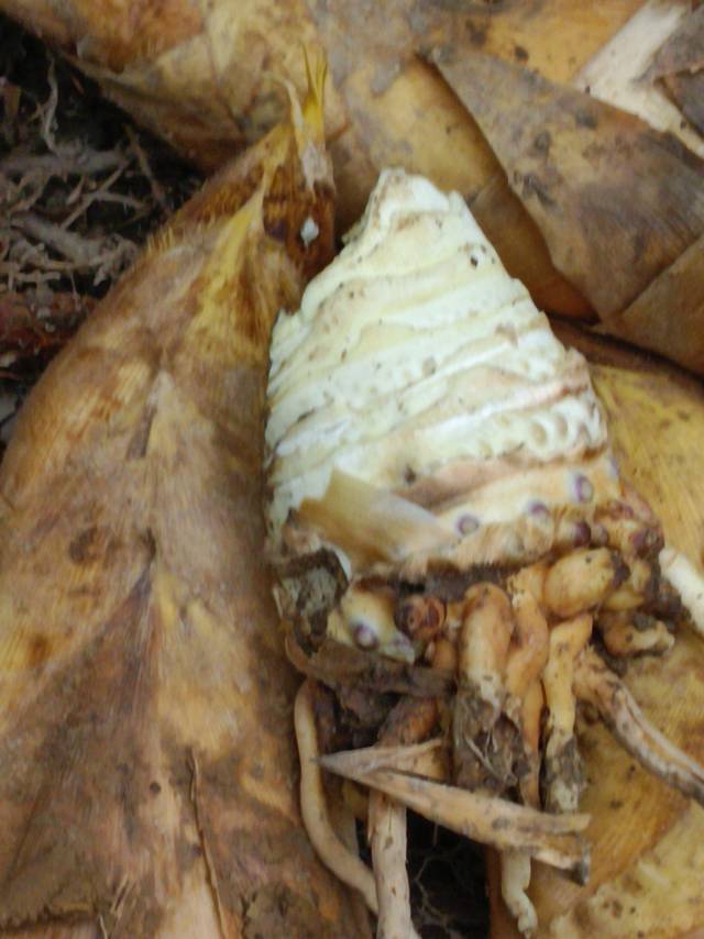 找爱情搭子