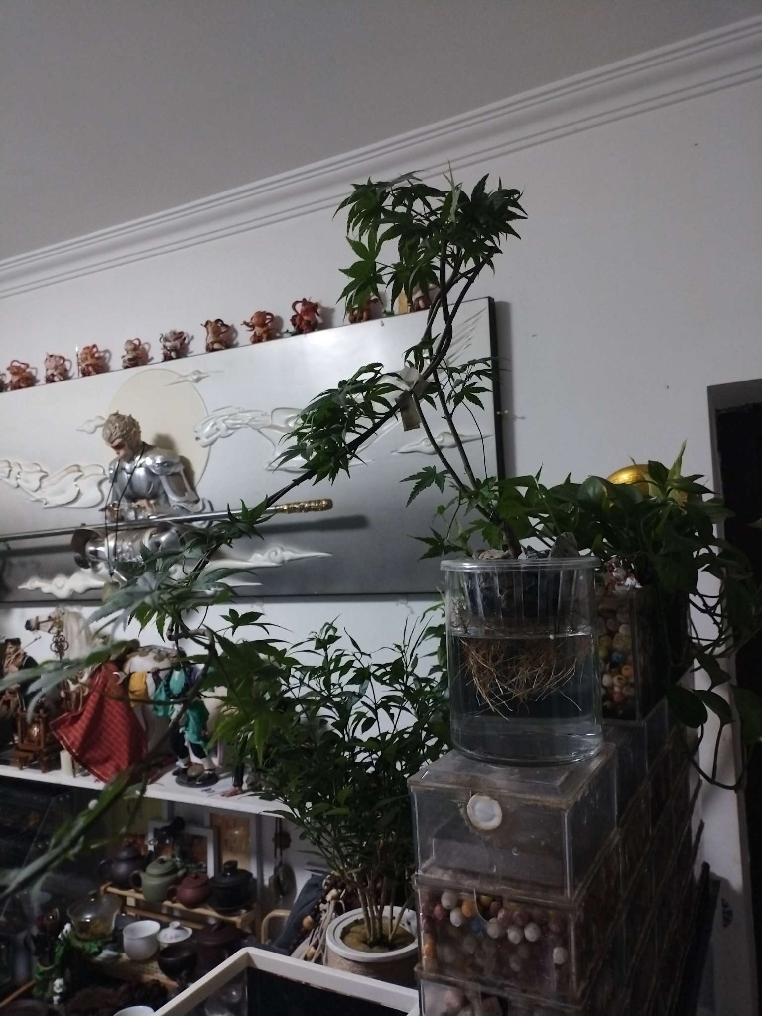 找喝茶盘串观赏鱼搭子