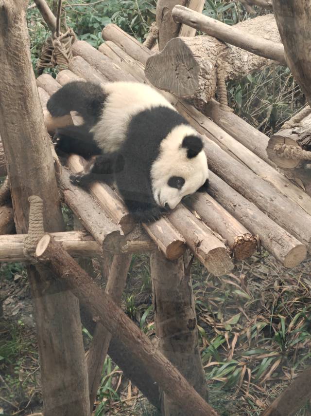 找饭搭子